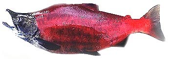 Sockeye. PHO