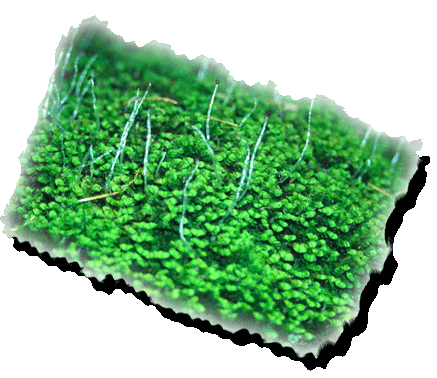 Mylia anomala (Photo: L. Söderström)